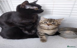 British Shorthair cats for sale: BBSH +British tabby shorthair in Manchester - Image 15