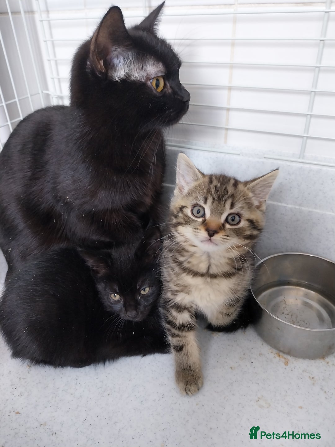British Shorthair cats for sale: BBSH +British tabby shorthair in Manchester - Image 15