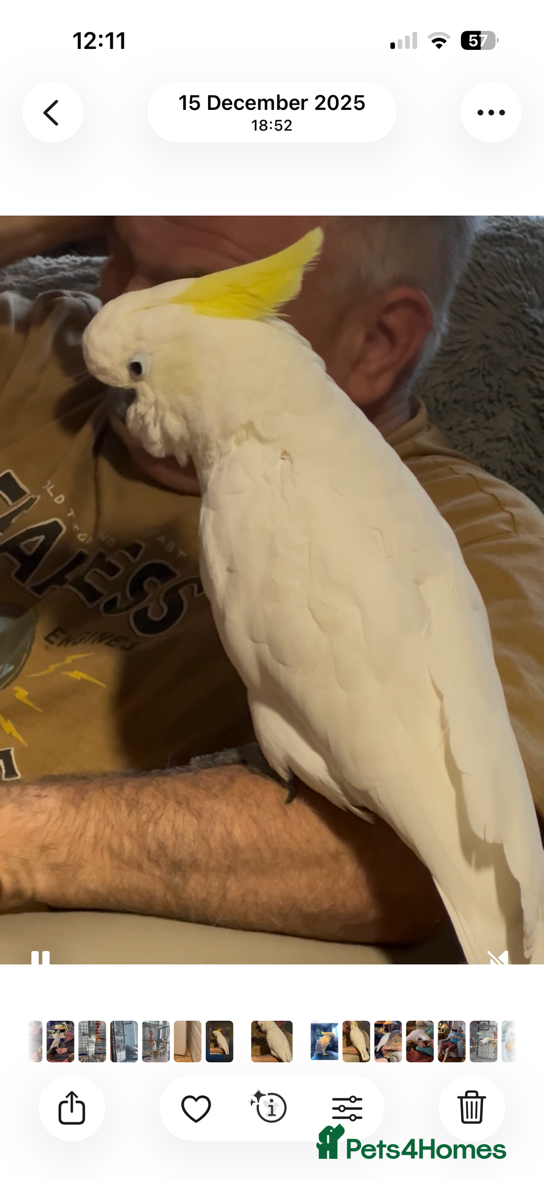 Cockatoo birds for sale: Sulphur Crested Cockatoo - Advert 4