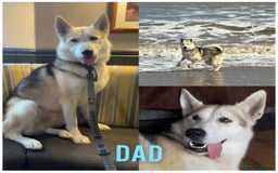 Huskita dogs for sale: Husky x puppy  - Image 13