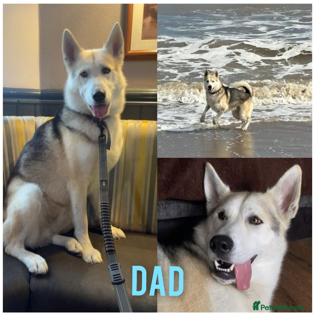 Huskita dogs for sale: Husky x puppy  - Image 13