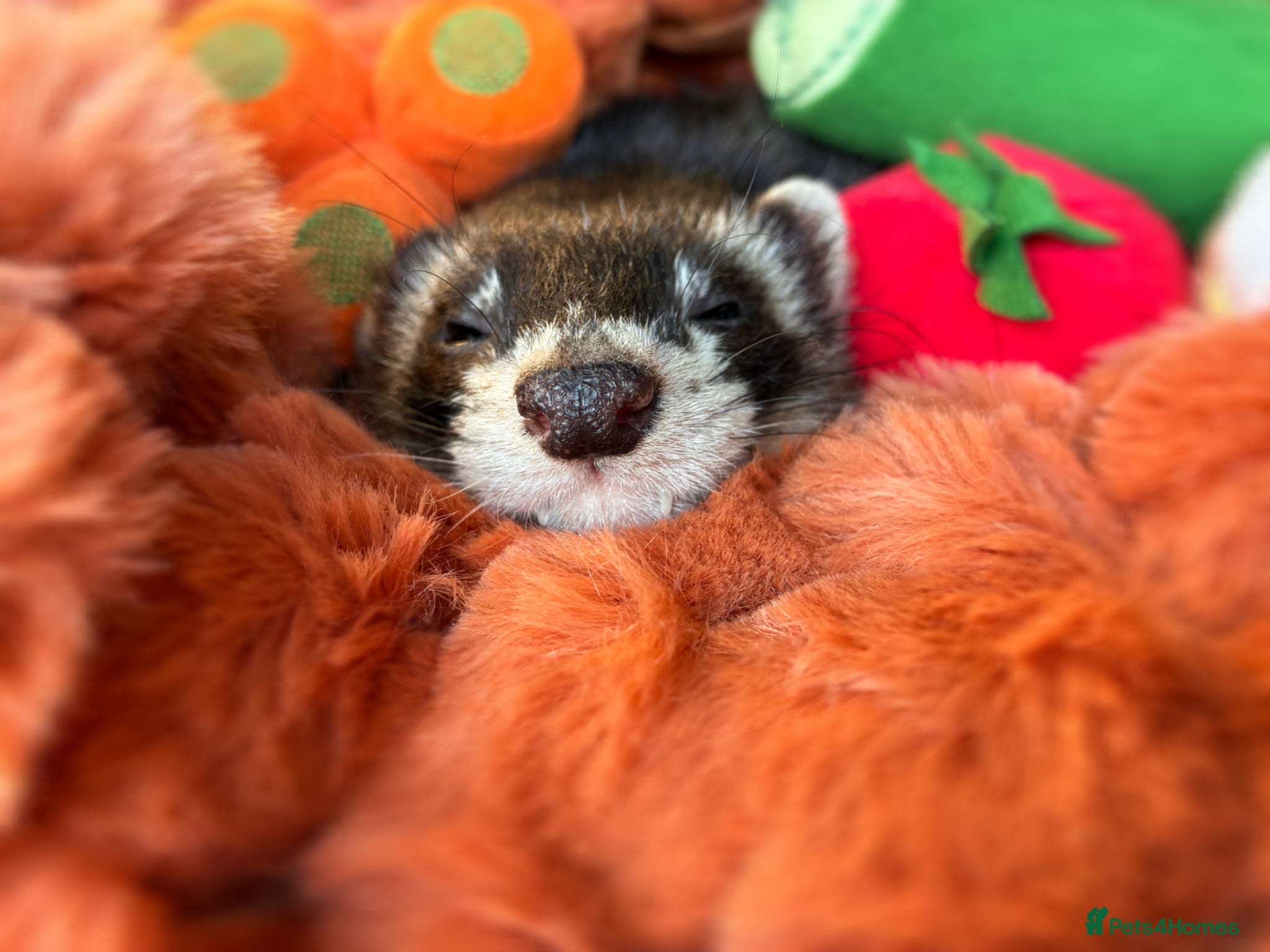 Ferret rodents for sale: Fidget needing a loving home  - Advert 1
