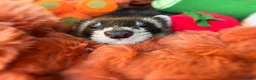 Ferret rodents for sale: Fidget needing a loving home  in Watford - Advert 1
