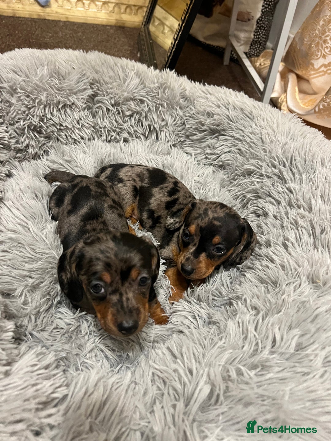 Miniature Dachshund dogs for sale: gorgeous dachshund puppy(1girl left)🐶🐾  - Advert 10