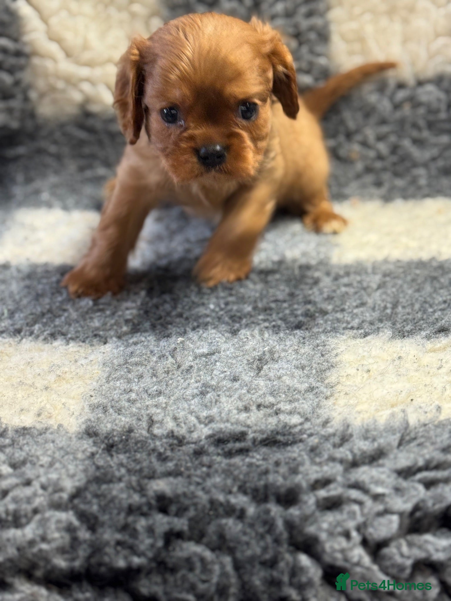 Cavalier King Charles Spaniel dogs Cavalier King Charles puppies - Advert 1