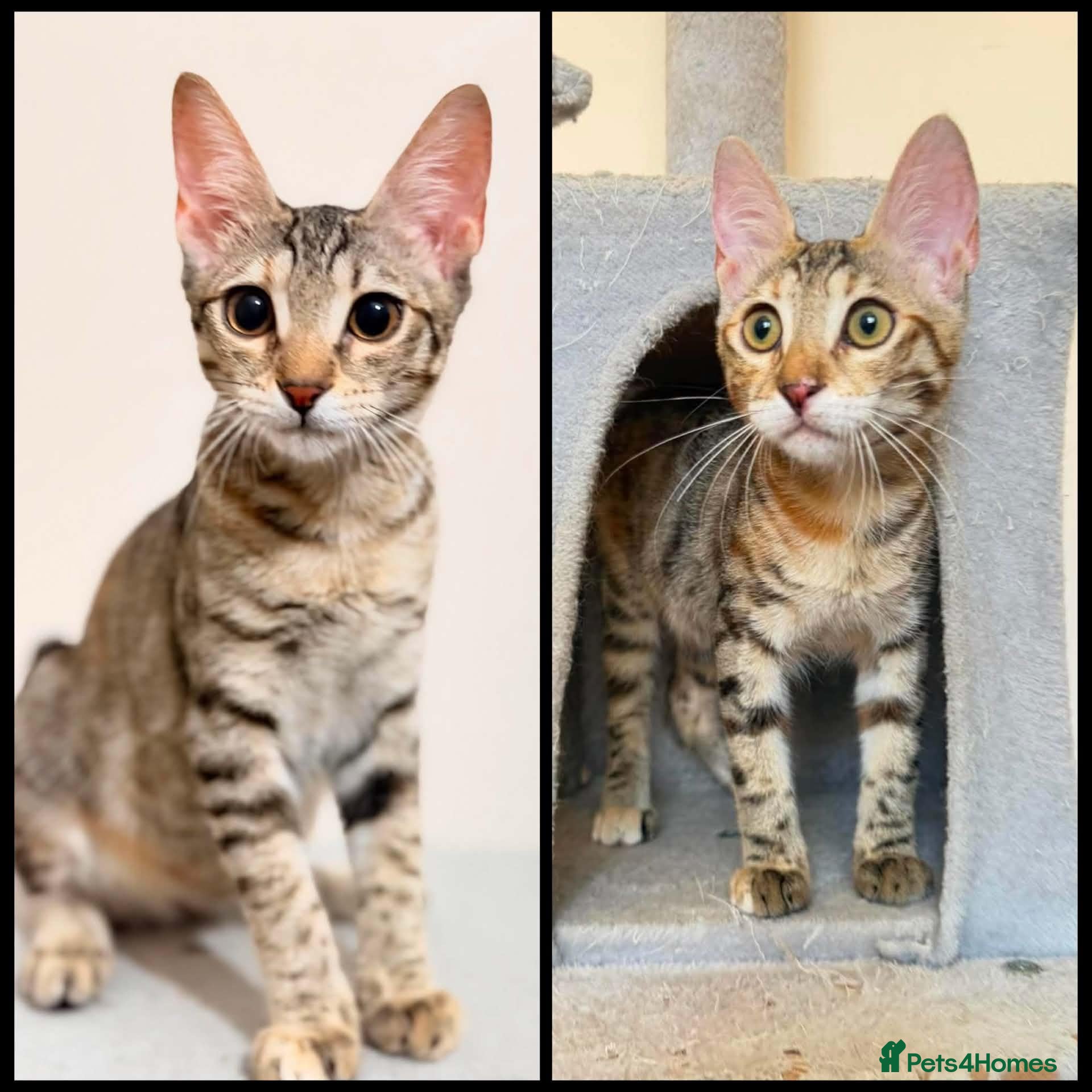 Mixed Breed cats Saffy and Cassie: the cutest duo of troublemakers - Advert 5