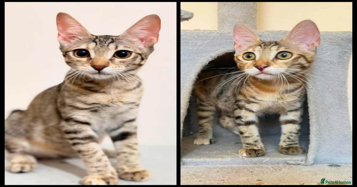 Cats for adoption in Scotland | Pets4Homes