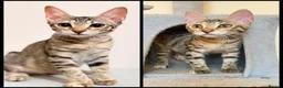 Mixed Breed cats for adoption: Saffy and Cassie: the cutest duo of troublemakers - Advert 2