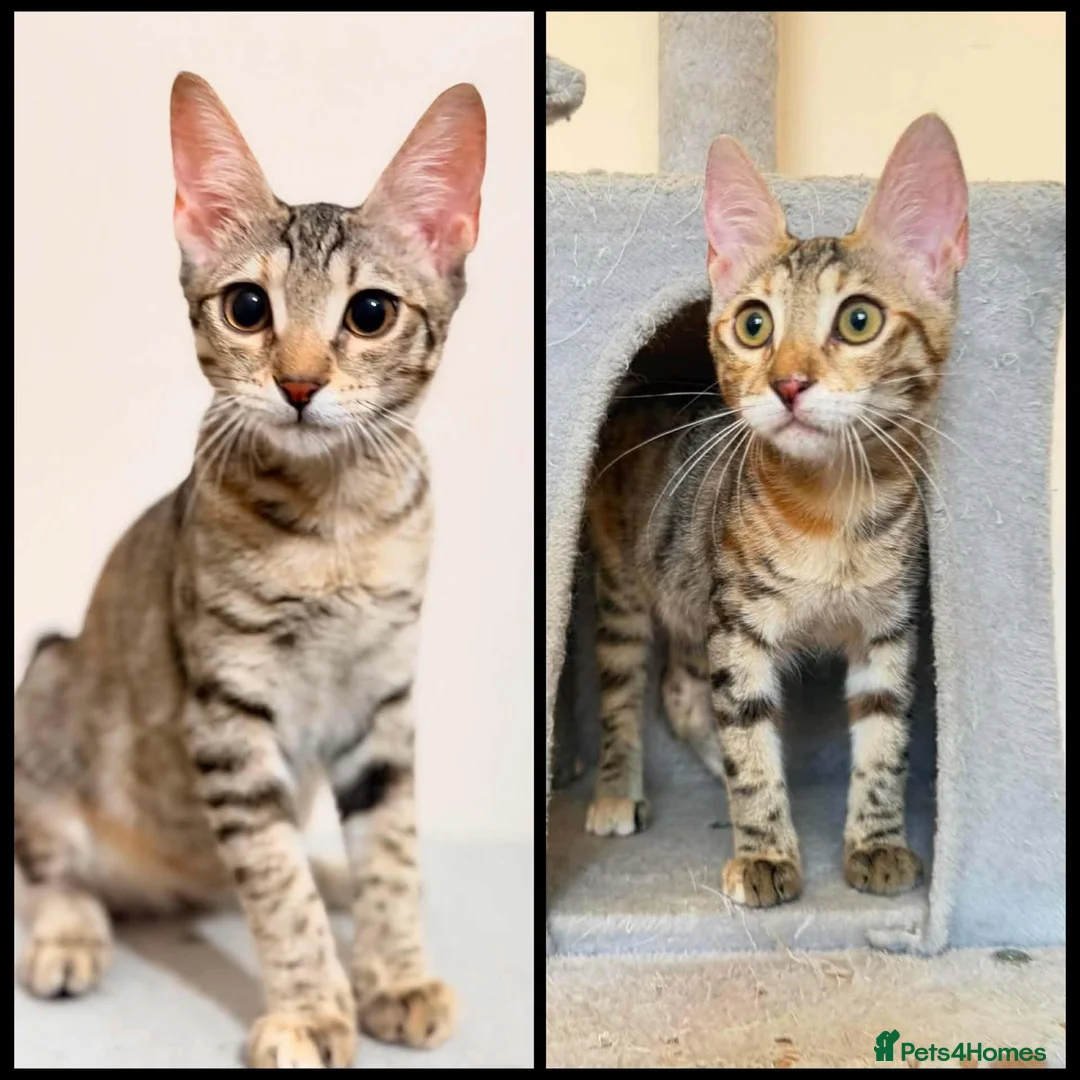 Mixed Breed cats for adoption: Saffy and Cassie: the cutest duo of troublemakers - Advert 2