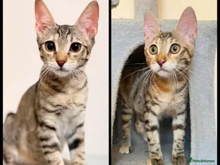 Mixed Breed cats Saffy and Cassie: the cutest duo of troublemakers - Advert 5