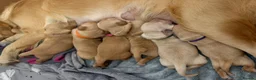Golden Retriever dogs for sale: Beautiful KC Registered Golden Retriever Puppies. in Fordingbridge - Advert 12