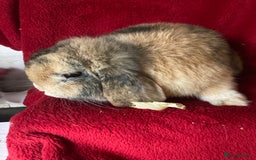 Mini Lop rabbits for sale: Beautiful Pure Mini Lop Rabbit - Advert 3