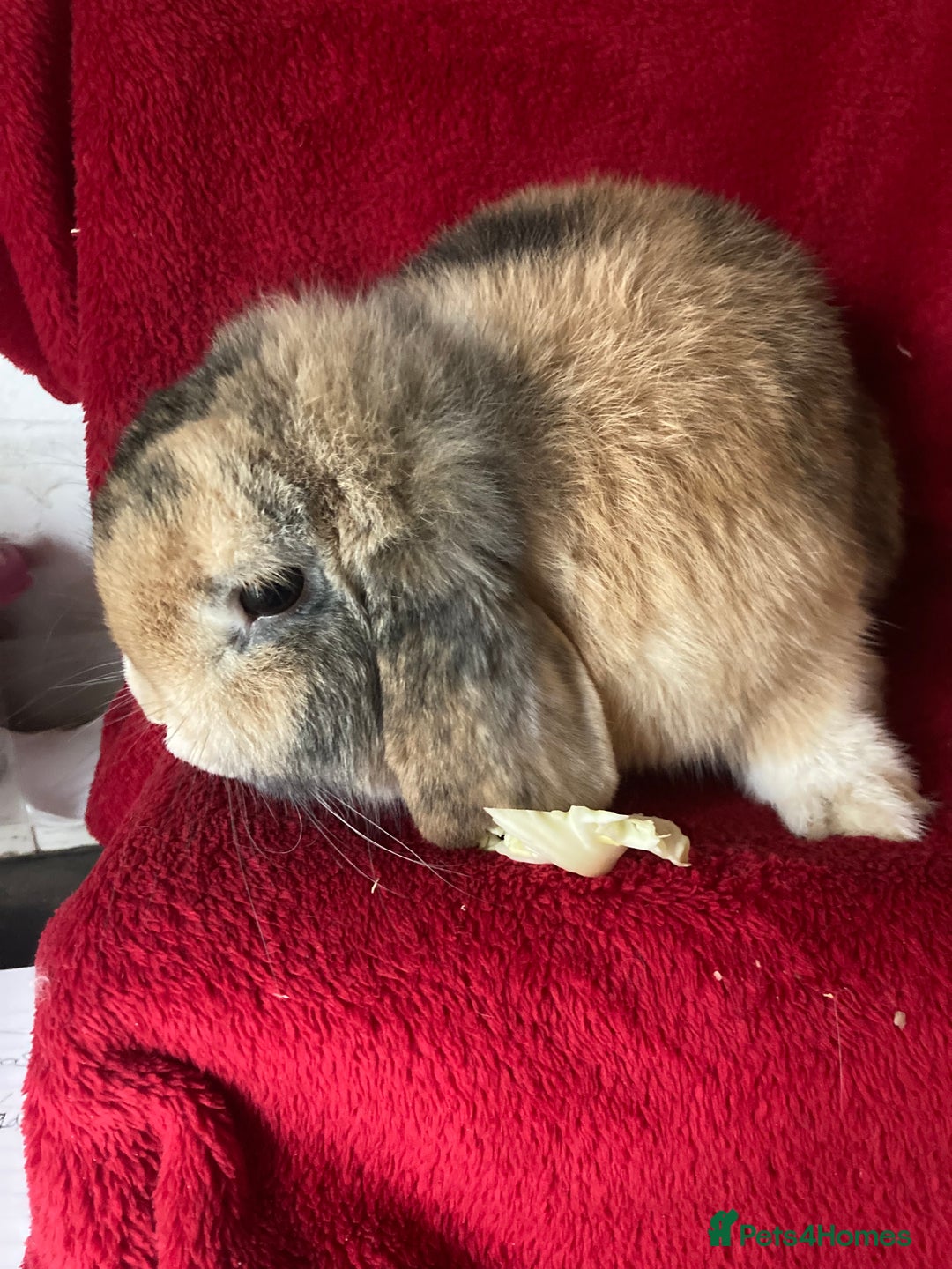 Mini Lop rabbits for sale: Beautiful Pure Mini Lop Rabbit - Advert 3