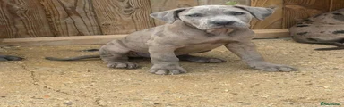 Cane Corso 3