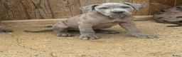 Cane Corso dogs for sale: A Wonderful Litter Of Cane Corso Puppies For Sale - Advert 4