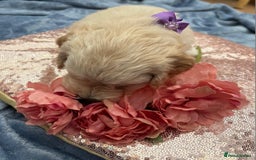 Cockapoo dogs for sale: Beautiful litter of cockapoos - Image 17