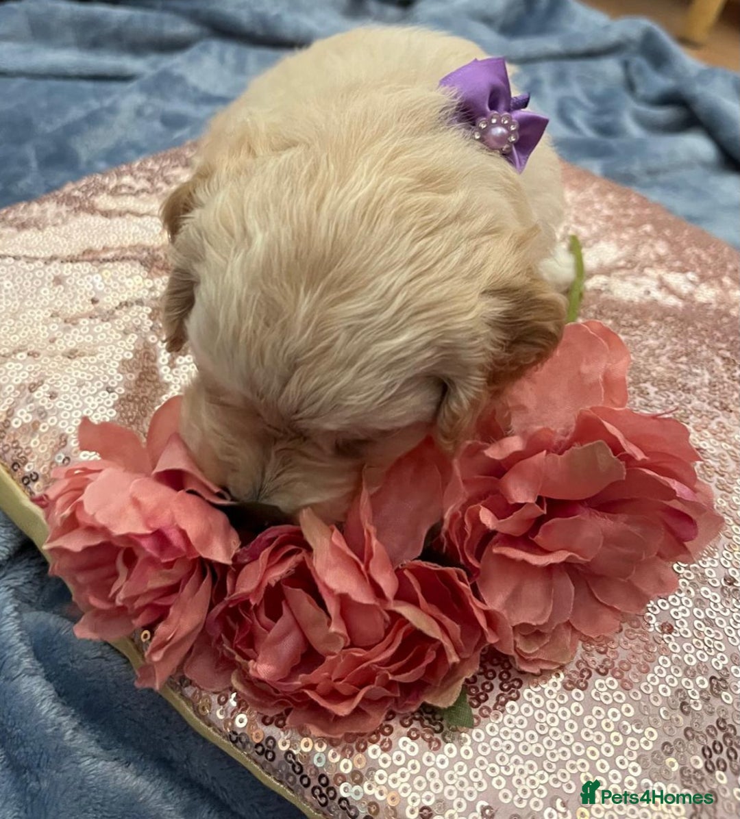 Cockapoo dogs for sale: Beautiful litter of cockapoos - Image 17
