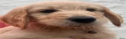 Goldendoodle dogs for sale: 💙 4 Gorgeous F1 Goldendoodle Boys 💙 - Advert 12