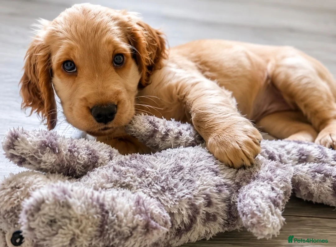 Cocker Spaniel dogs for sale: Last KC Golden Show Cocker Spaniel Boy Puppies - Advert 2