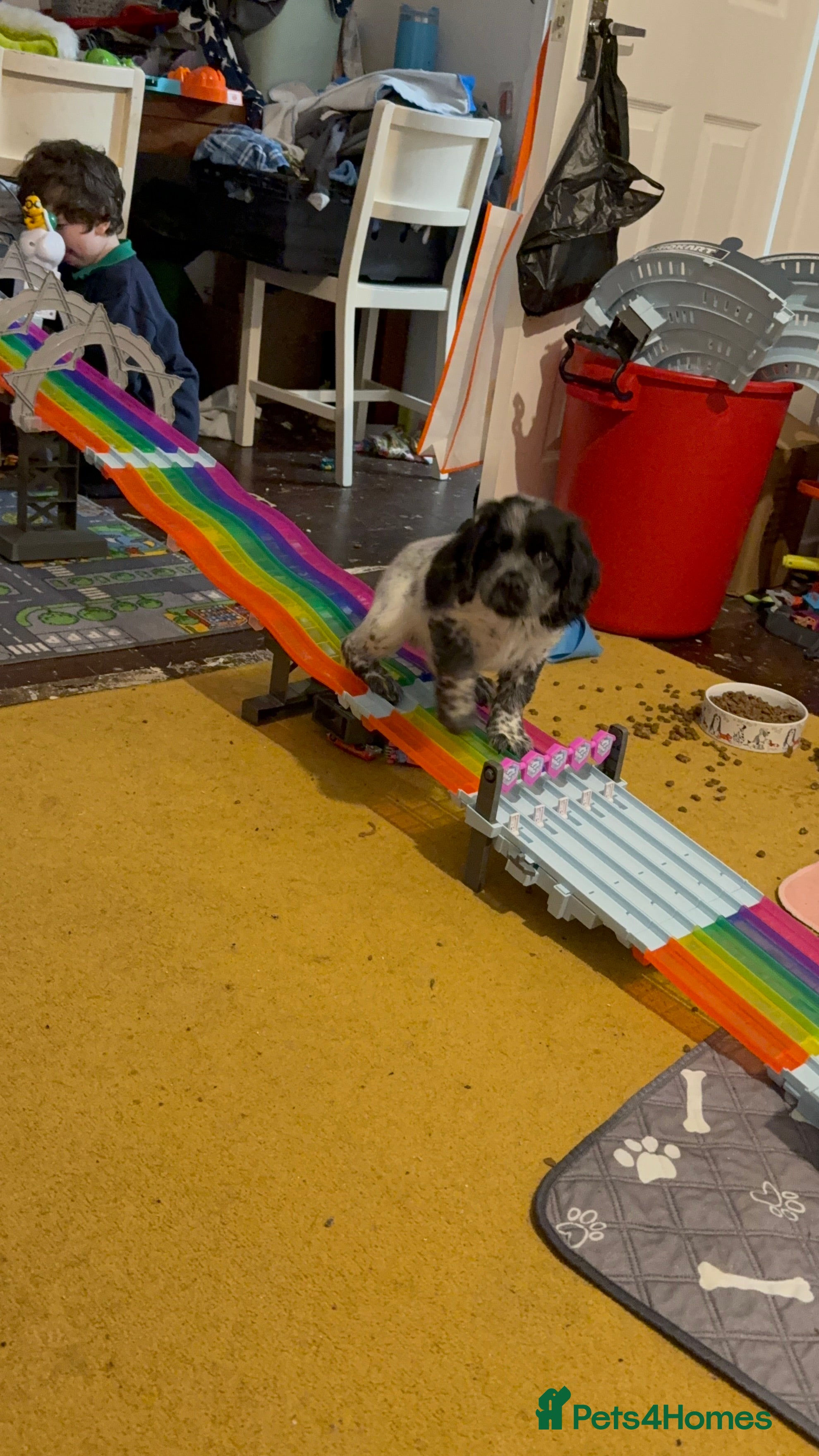 Sprocker dogs Roscoe the puppy sprocker in Lutterworth - Advert 1