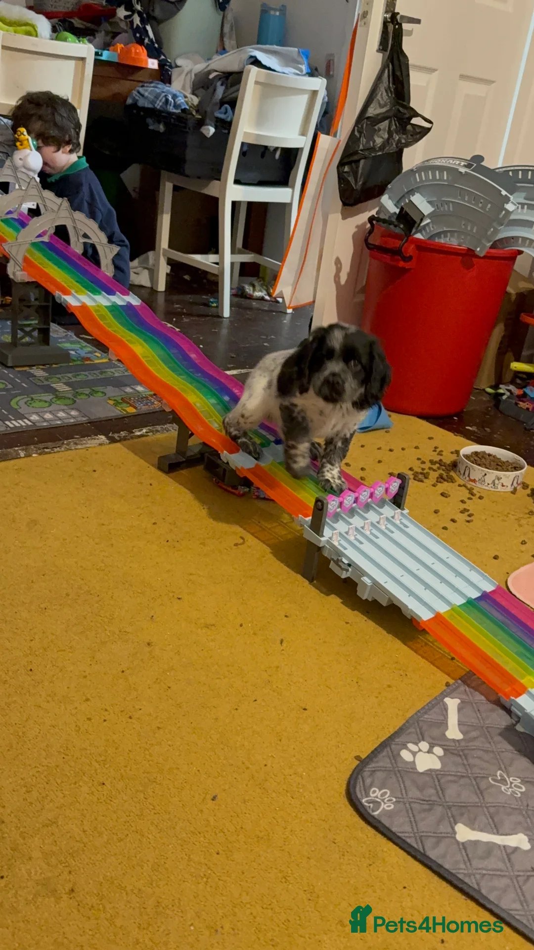 Sprocker dogs for sale: Roscoe the puppy sprocker in Lutterworth - Advert 1