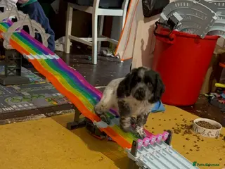 Sprocker dogs Roscoe the puppy sprocker in Lutterworth - Advert 1