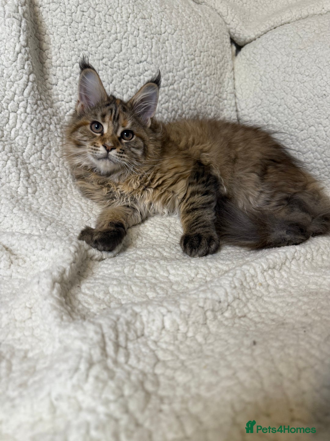 Maine Coon cats for sale: Stunning Maine Coon kittens - Image 12