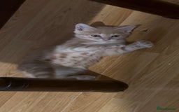 British Shorthair cats for sale: Kitten for sale 8 weeks - Image 7