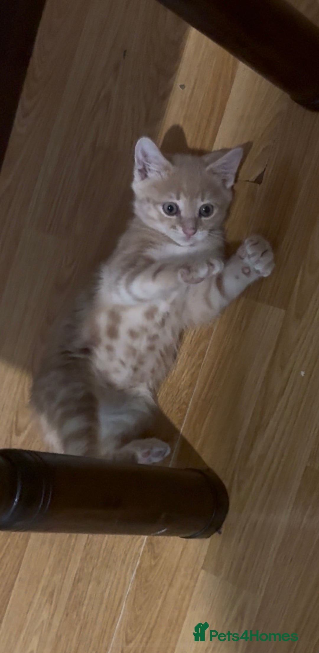 British Shorthair cats for sale: Kitten for sale 8 weeks - Image 7