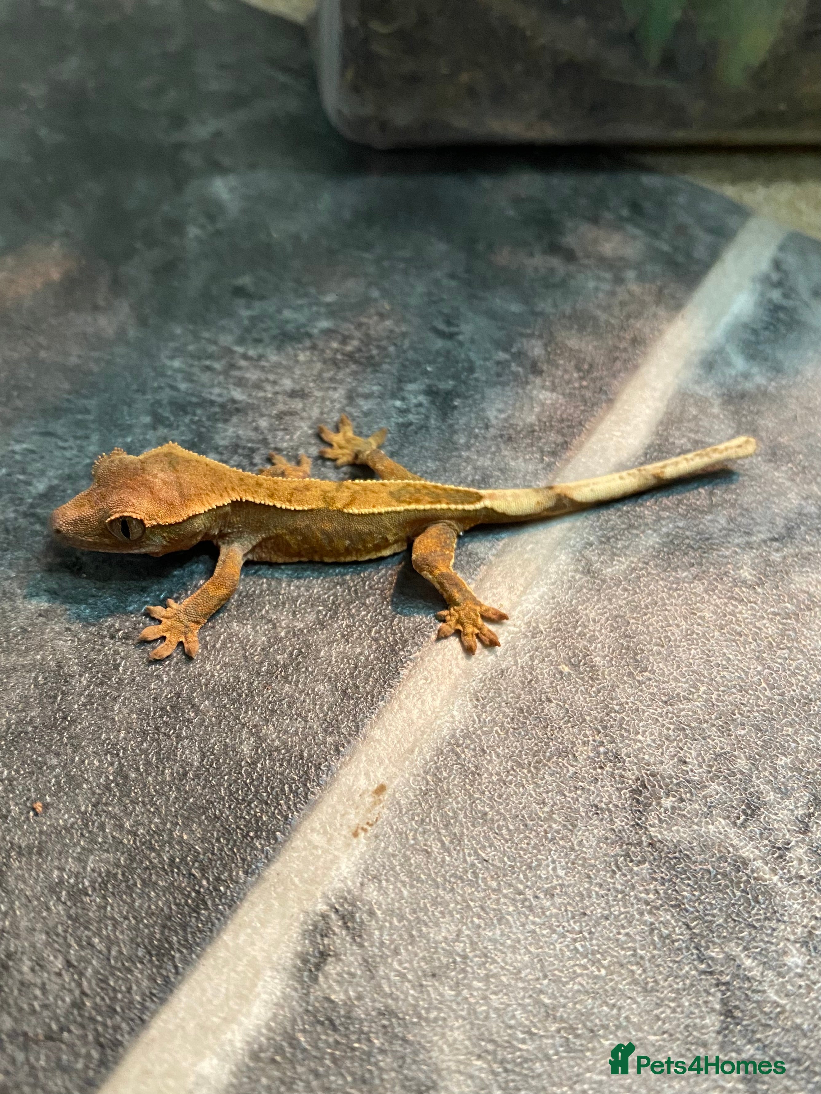 Gecko reptiles  Juvenile Crested gecko - Advert 20