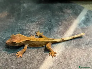 Gecko reptiles Juvenile Crested gecko - Advert 20