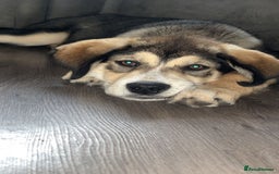 Mixed Breed dogs for sale: Husky x Labrador 2 years old  - Advert 2