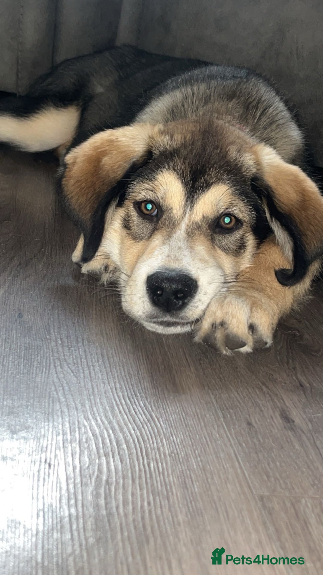 Mixed Breed dogs for sale: Husky x Labrador 2 years old  - Advert 2