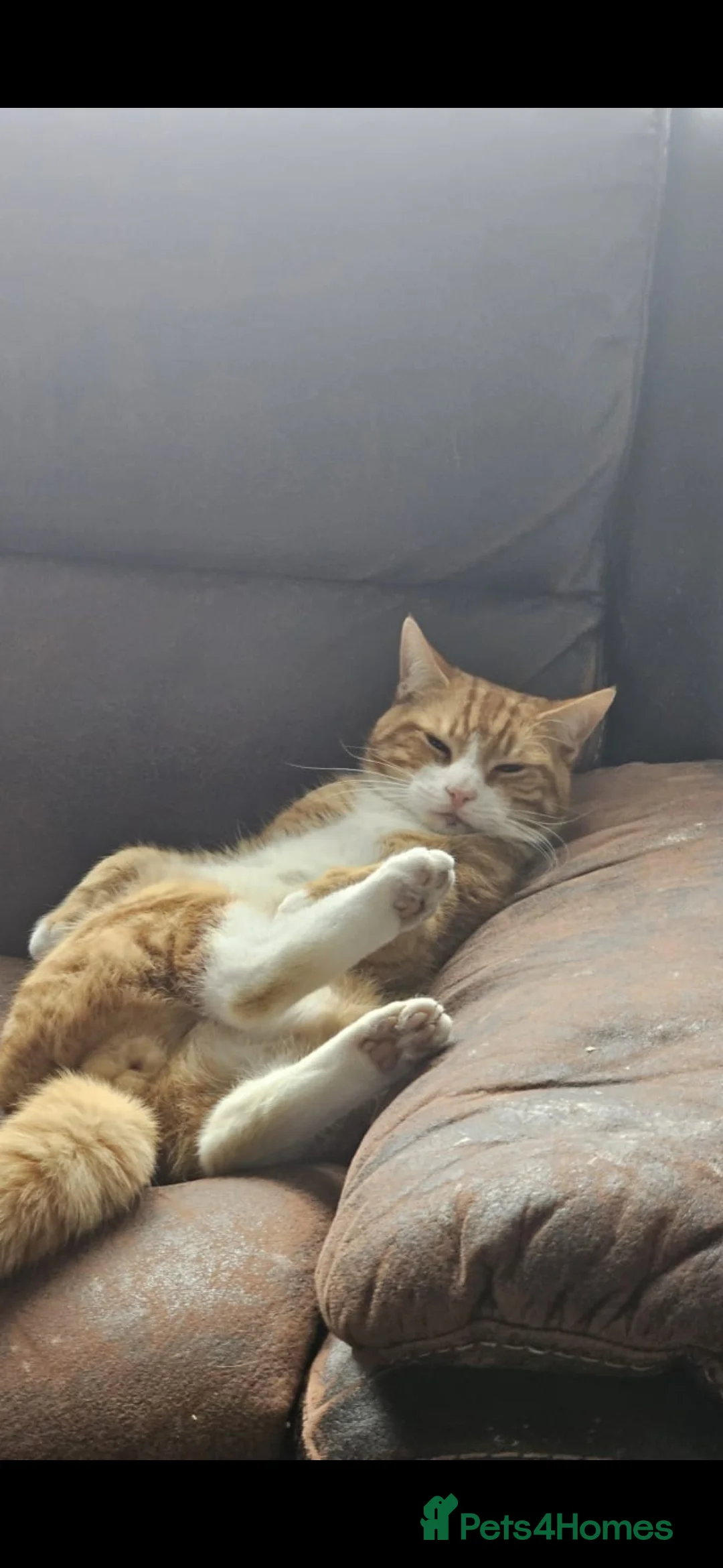 Mixed Breed cats for sale: X2 Male cats  - Advert 4