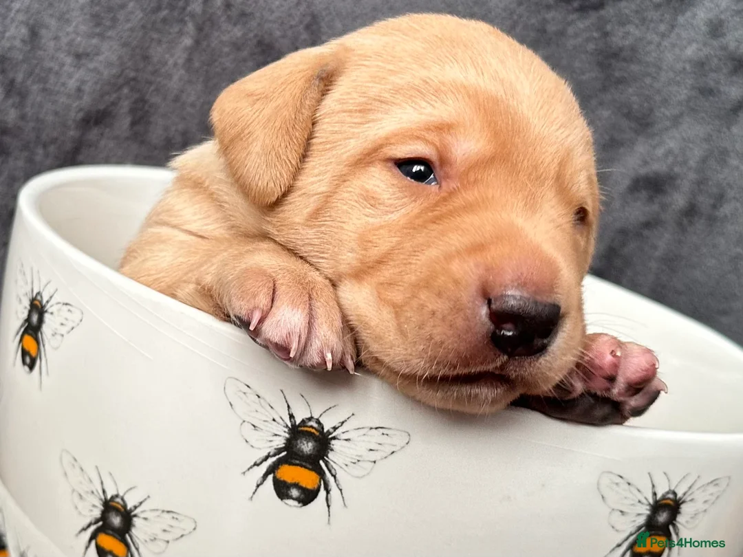 Labrador Retriever dogs for sale: Fox Red Pedigree Labrador Litter - Advert 5