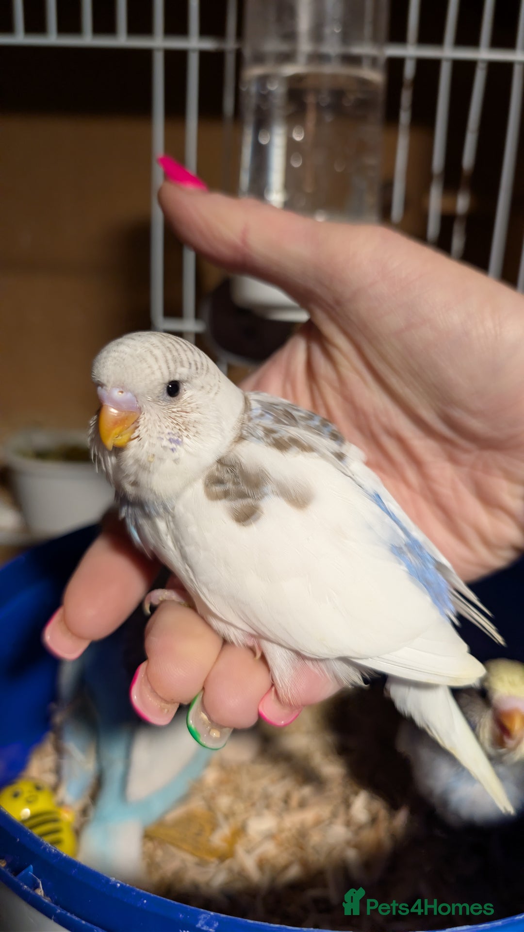 Budgerigars birds for sale: Hand tamed baby budgies for sale - Advert 4
