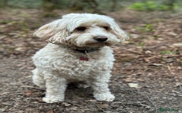 Cockapoo dogs for sale: Stunning litter of F1bb cockapoo’s  - Advert 15