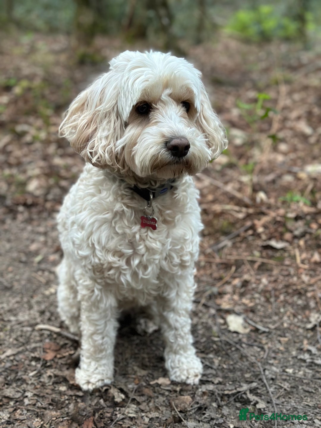 Cockapoo dogs for sale: Stunning litter of F1bb cockapoo’s  - Advert 15