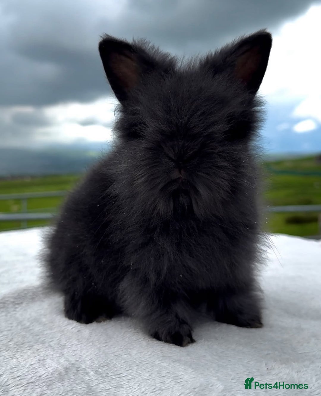 Lionhead rabbits for sale: Beautiful double maned Lionhead buns 🫶🏻 🐰  - Advert 4