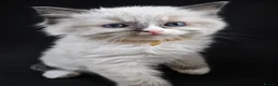 Ragdoll cats for sale: Sweet Ragdoll Kittens Looking for Loving Families  - Advert 17