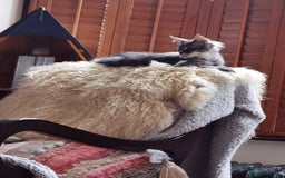Maine Coon cats for sale: Four beautiful Maine Coon kittens-two girls left - Image 5