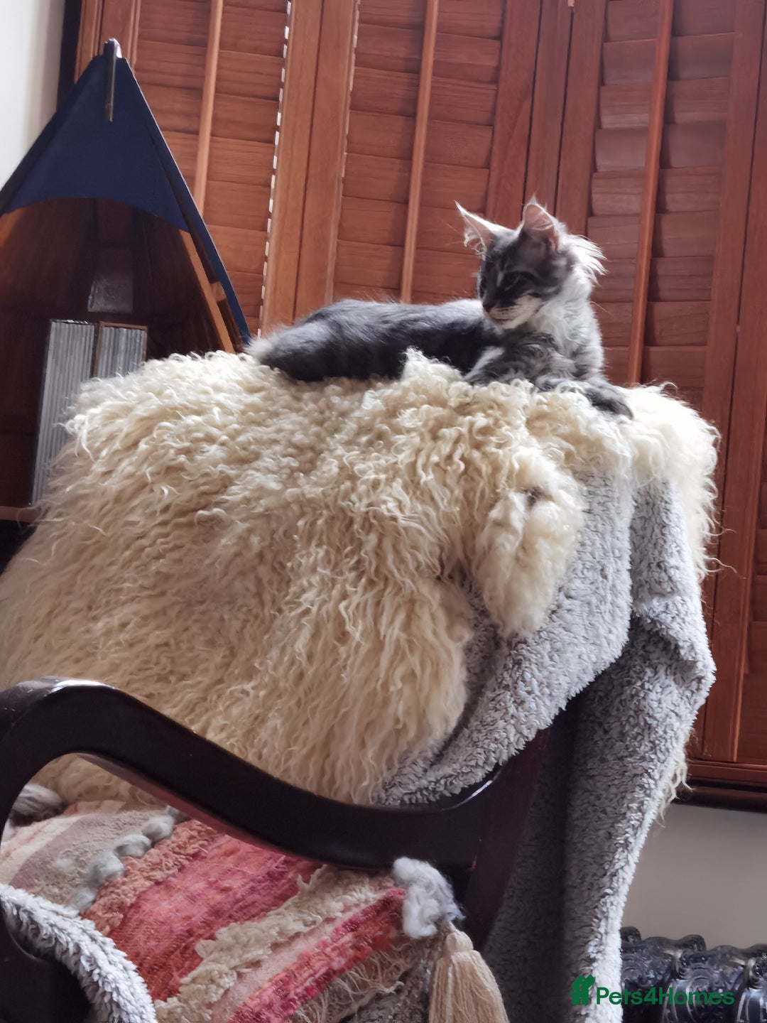 Maine Coon cats for sale: Four beautiful Maine Coon kittens-two girls left - Image 5