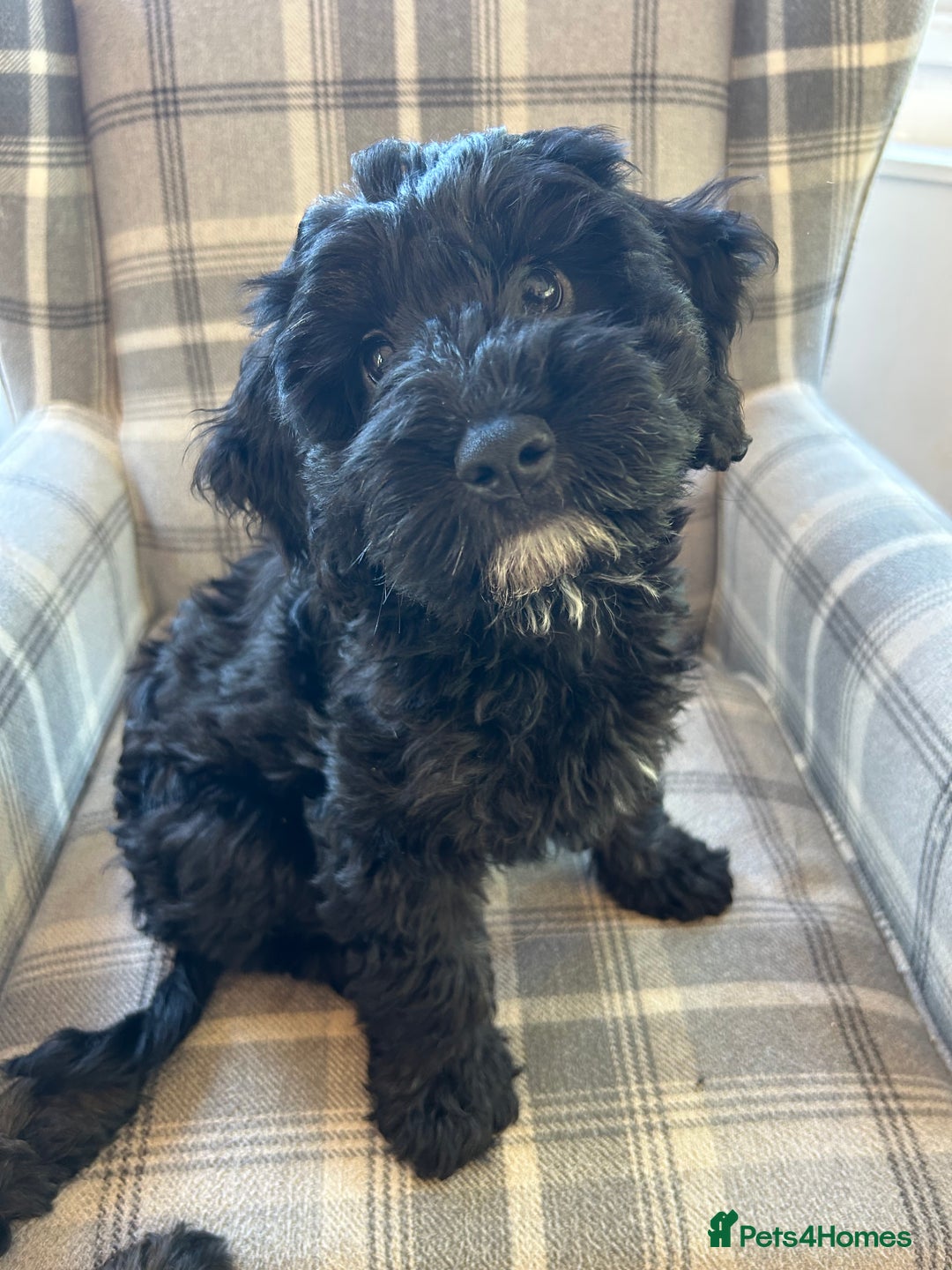 Cockapoo dogs for sale: Beautiful cockerpoo girl  - Image 4