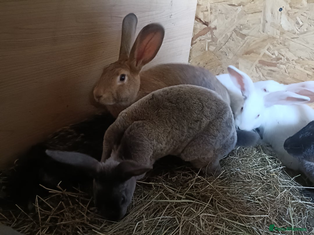 Rex rabbits for sale: REX X RABBIT'S BOYS AND GIRLS  - Image 3