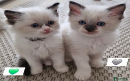Ragdoll cats for sale: Beautiful kittens  - Image 1
