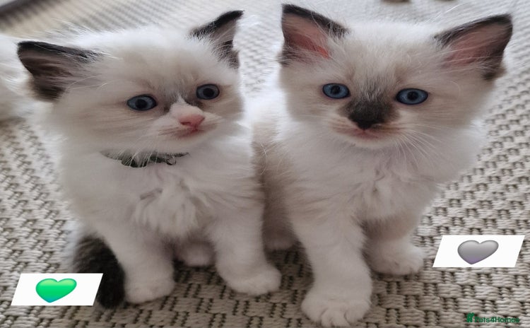 Ragdoll cats - Advert 5