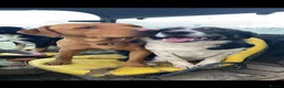Borador dogs for sale: Collie x Labrador pups  in Llandrindod Wells - Advert 14