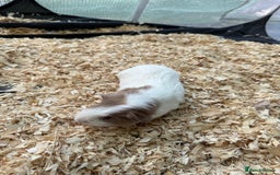 Guinea Pig rodents for sale: Guinea pig babies for sale - Image 2