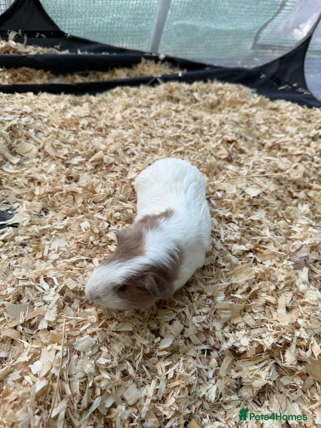 Guinea Pig rodents for sale: Guinea pig babies for sale - Image 2