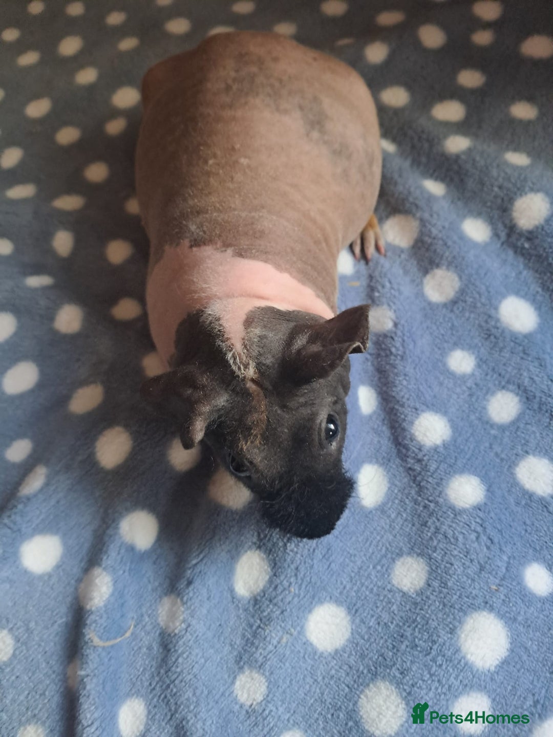 Guinea Pig rodents for sale: BEAUTIFUL SELECTION OF SKINNY PIG BOARS - Advert 4